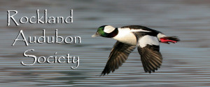 RAS+Logo+Bufflehead+Photo+March+2015